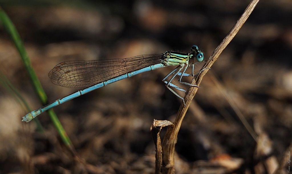 Ischnura genei?  No, Platycnemis pennipes, maschio